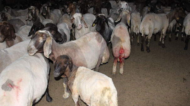Karaman’da sokak köpekleri ağıldaki koyunlara saldırdı