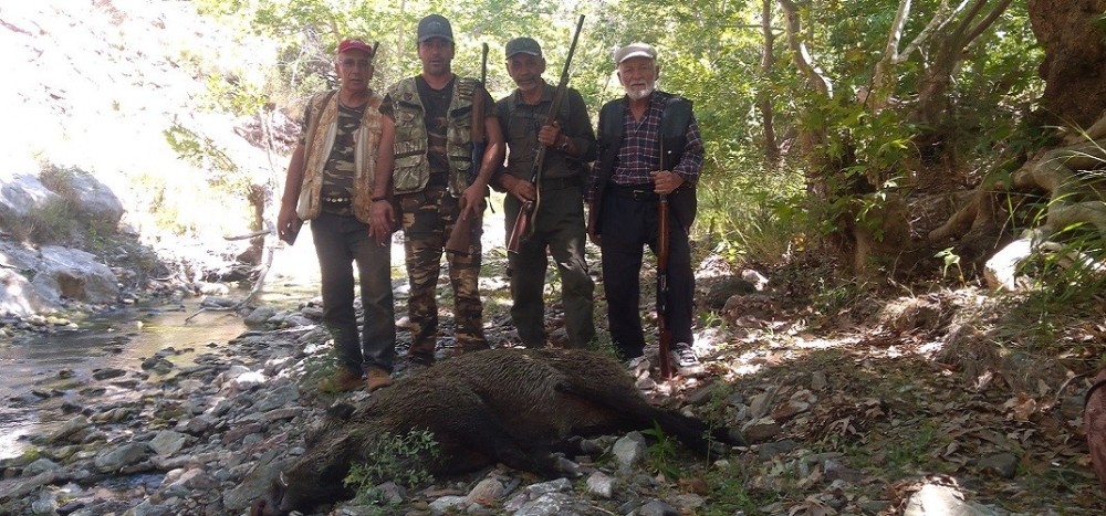 Karaman’da ekili alana zarar veren yaban domuzlarına karşı sürek avları devam ediyor