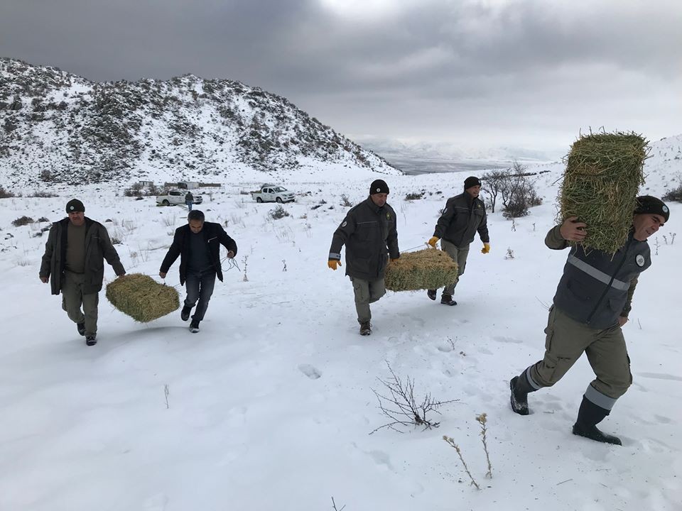 Karaman’da yaban hayvanlarına yem desteği 