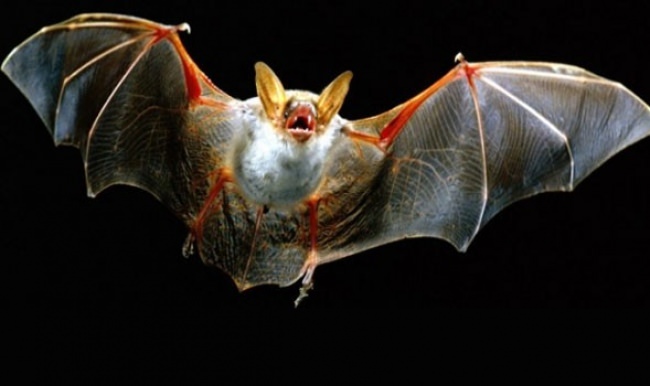 Karaman'da yarasa ısırığından kuduz olan genç öldü!