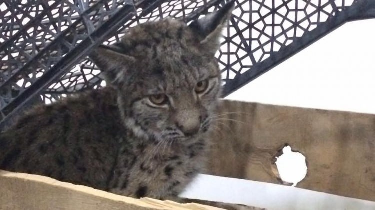 Karaman'da yavru vaşak bulundu