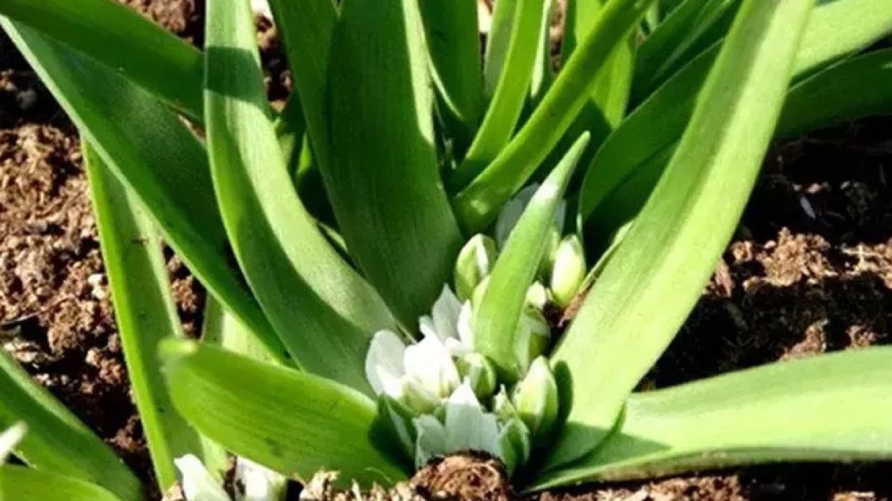 Karaman’da yetişiyor şifa dağıtıyor: Her derde deva, iyi geliyor!