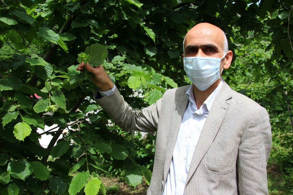 Karan: “Türk fındığı ülkemize de yeter, dünyaya da yeter” 