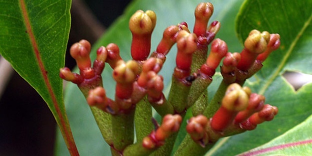 Karanfil mikropları öldürüyor