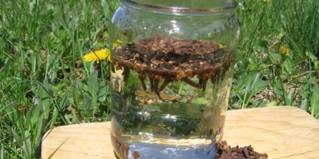 Karanfilli su içerseniz...