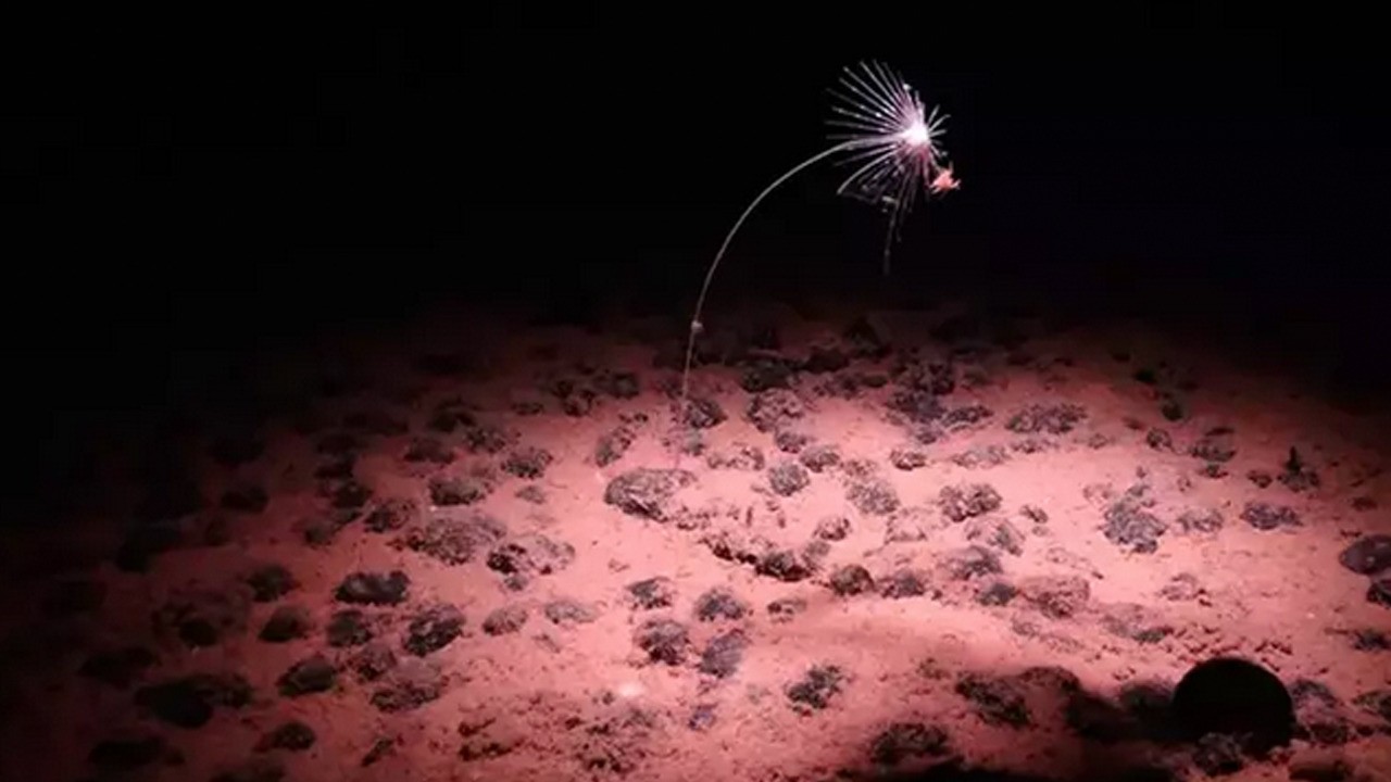 Deniz keşfi! Bilim insanları denizin altında keşfetti: Bilim insanlarını ikiye böldü