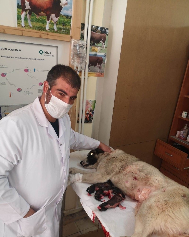 Karantinada olan sürü sahibinin köpeği sezeryanla kurtarıldı 
