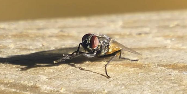 Karasinek eve bu yüzden geliyor! İşte o böcekten kurtulmanın basit yolu