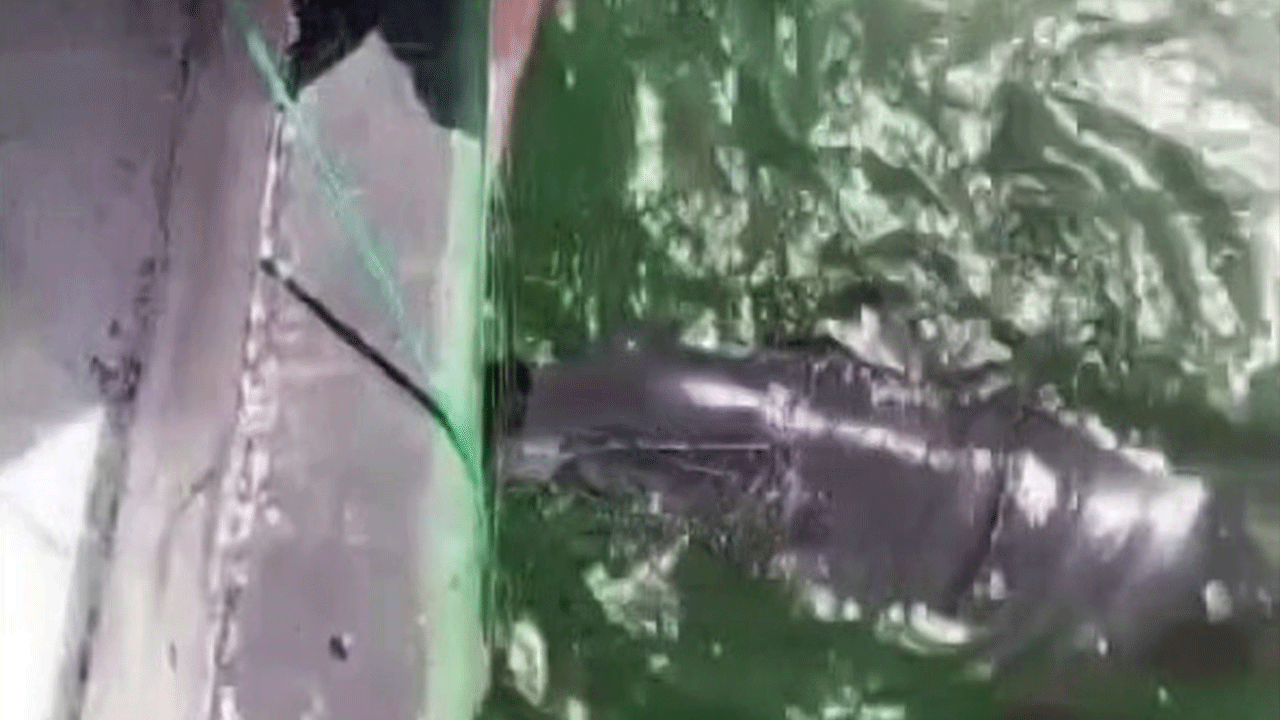 Karasu’da ağlara değil kalplere takıldı: Yunusu kurtarıp esprili sözlerle uğurladı