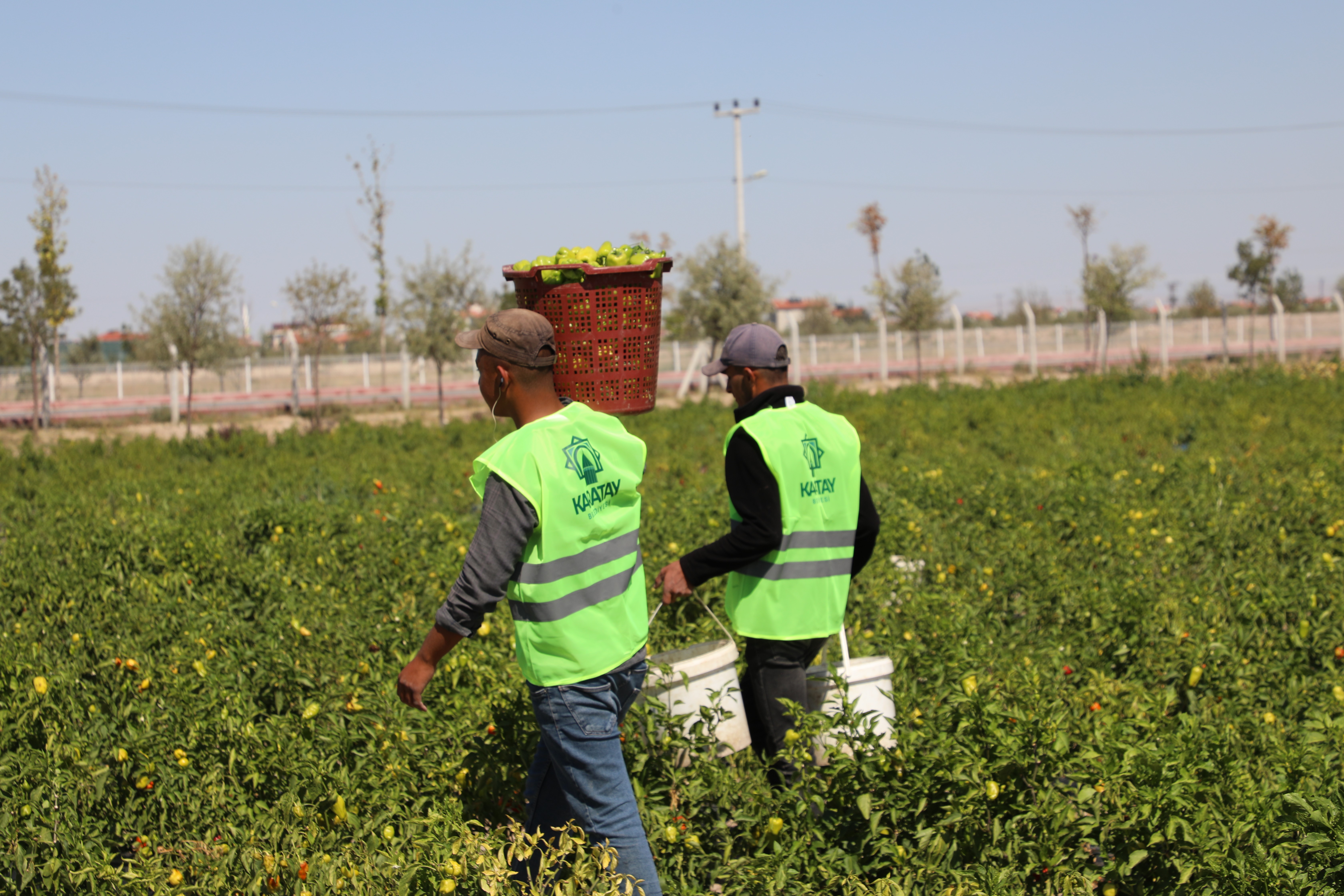 Karatay Belediyesi'nin 'Karatay Ata Tohumu Projesi' yerli ve milli üretime katkı sunuyor