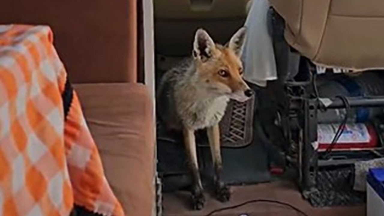 Karavanın sürpriz misafiri! Meraklı tilki gülümsetti