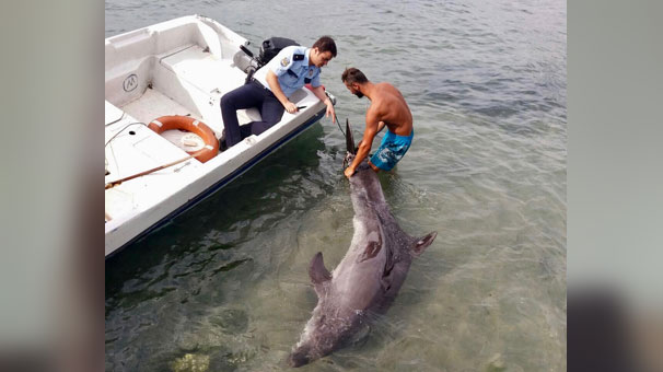 Karaya vuran yunusu polis kurtardı