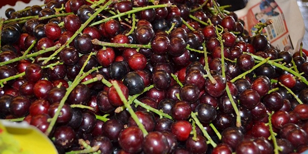 Karayemiş kanserli hücrelerin büyümesini önlüyor