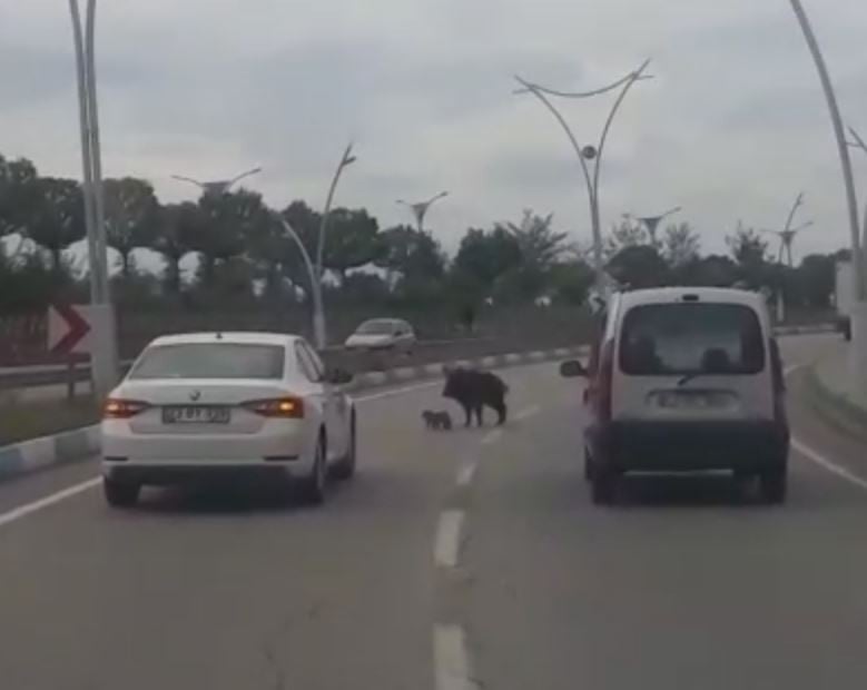 Karayoluna inen anne domuzun yavrularını koruma çabası 