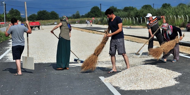 Karayolunda hasat zamanı - FOTO