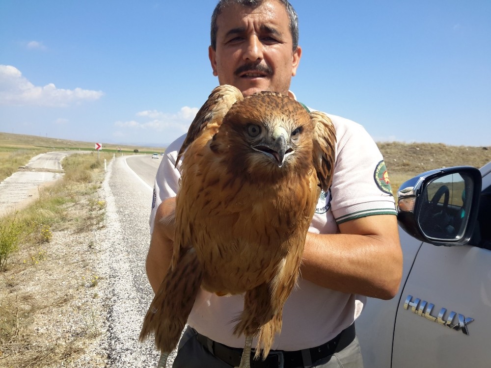 Karayolunda yaralı bulunan şahin tedavi altına alındı 