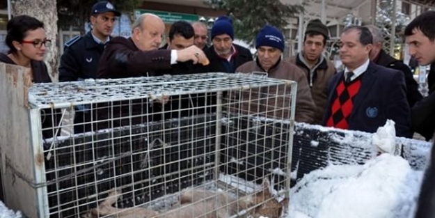 Karda aç kalan kurt şehre indi