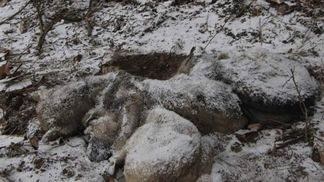 Karda köpekler birbirlerine sarılarak dondu