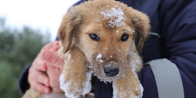 Karda yiyecek bulmakta zorlanan sokak hayvanları unutulmadı