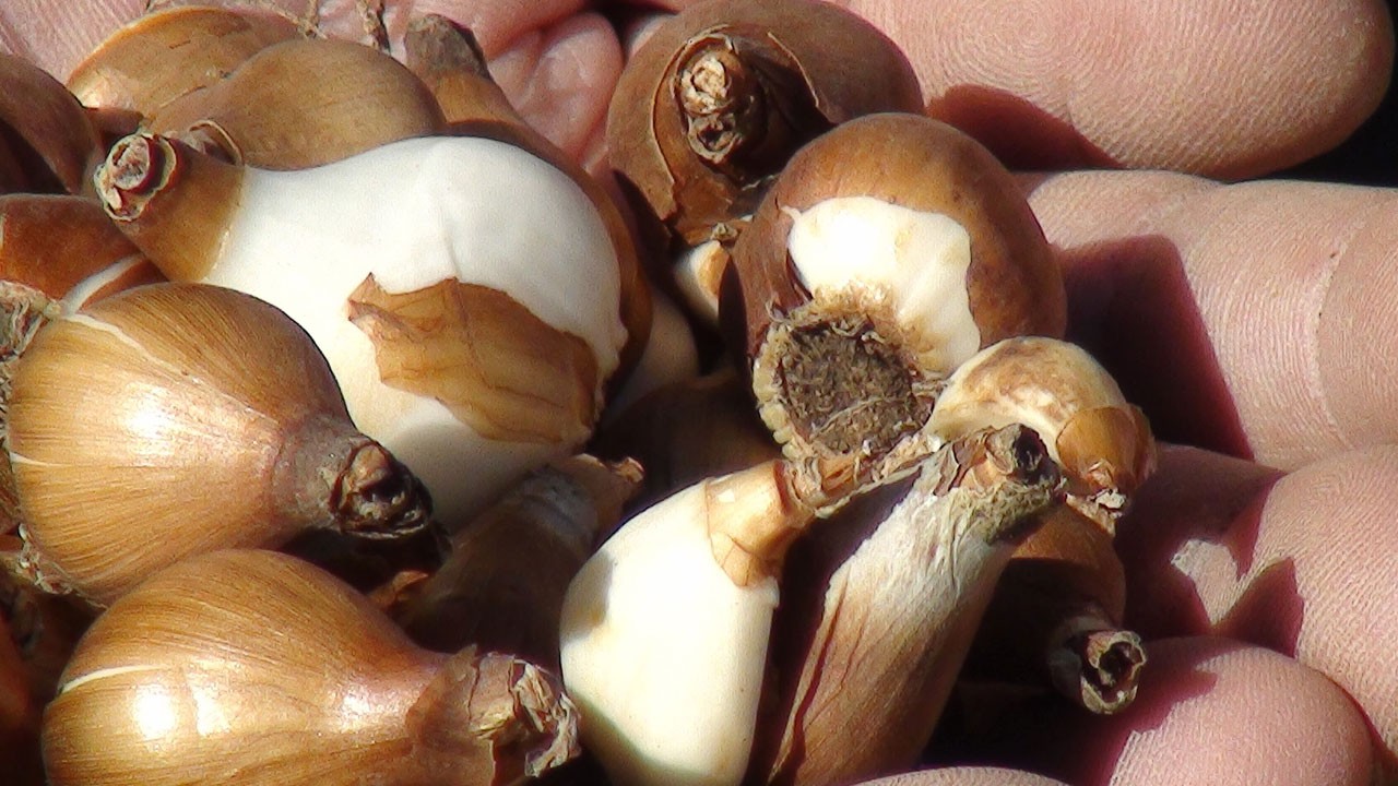 Kardelen soğanı için doğadan söküm 5 yıl yasaklandı!