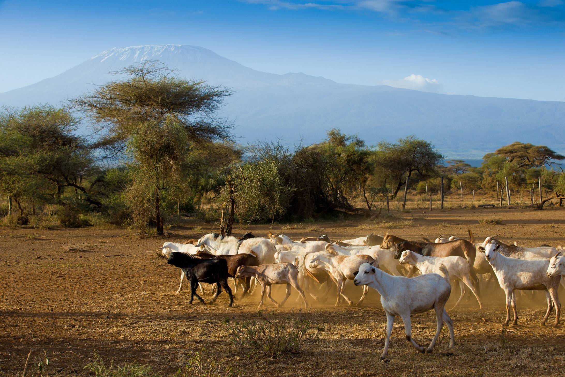 Kardeş Eli 2021 kurban bağışı fiyatlarını 595 TL olarak açıkladı