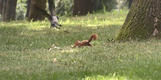 Karga ile sincabın ekmek kavgası