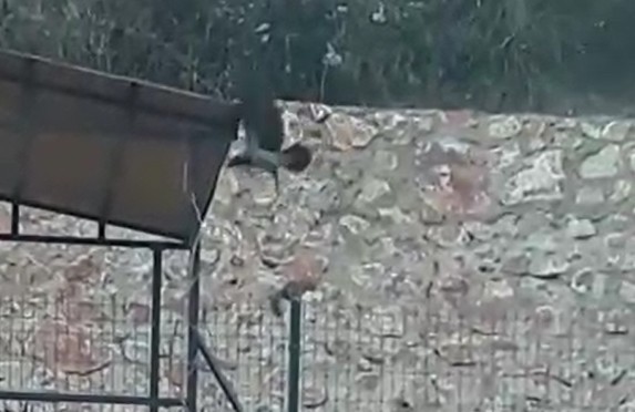 Karga ile sincabın oyunu cep telefonuyla görüntülendi 