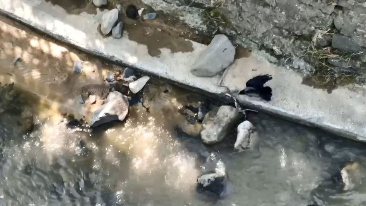 Karga suyun içindeki yılana böyle saldırdı