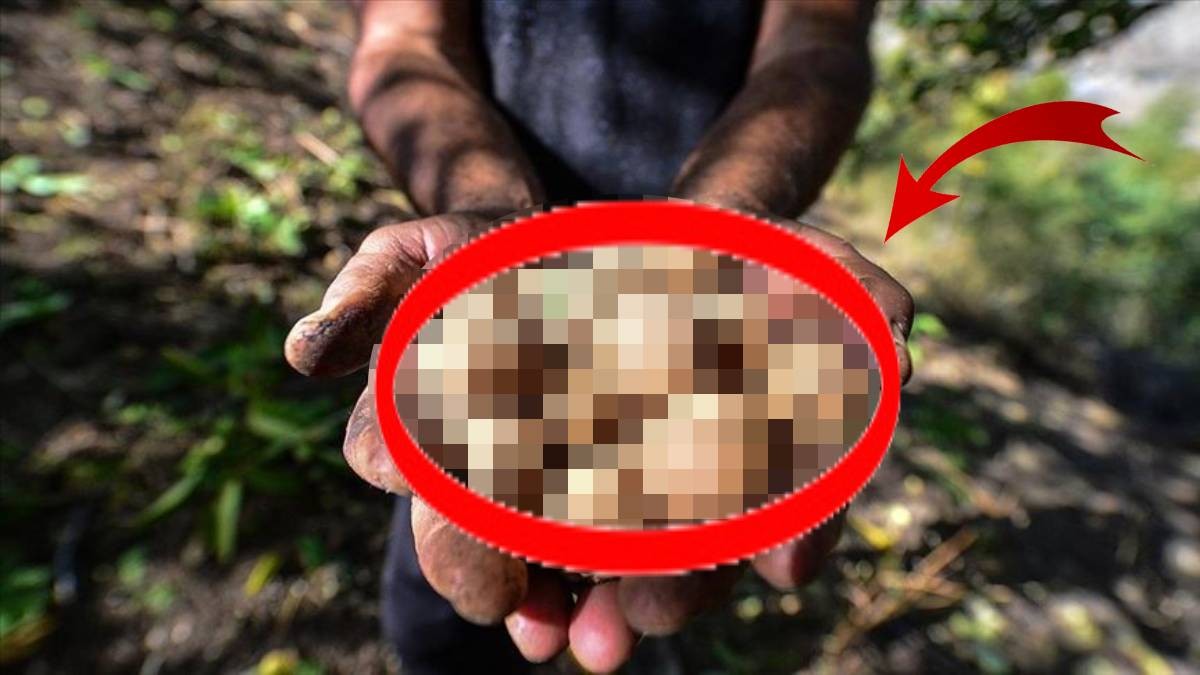 Kargalar bırakıyor, insanlar topluyor! Bu işi yapanlar resmen köşeyi dönüyor! Ondan kazandıkları parayı sayarken bile yoruluyorlar