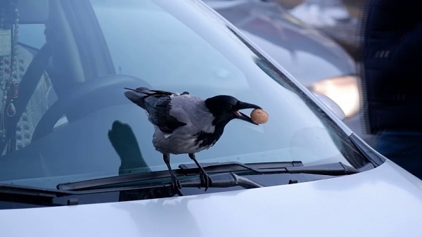 Kargalar ceviz çuvallarına musallat oldu! Bakın esnaf çözümü nasıl buldu