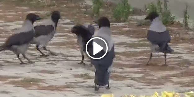 Kargalar fareyle mücadele etti!