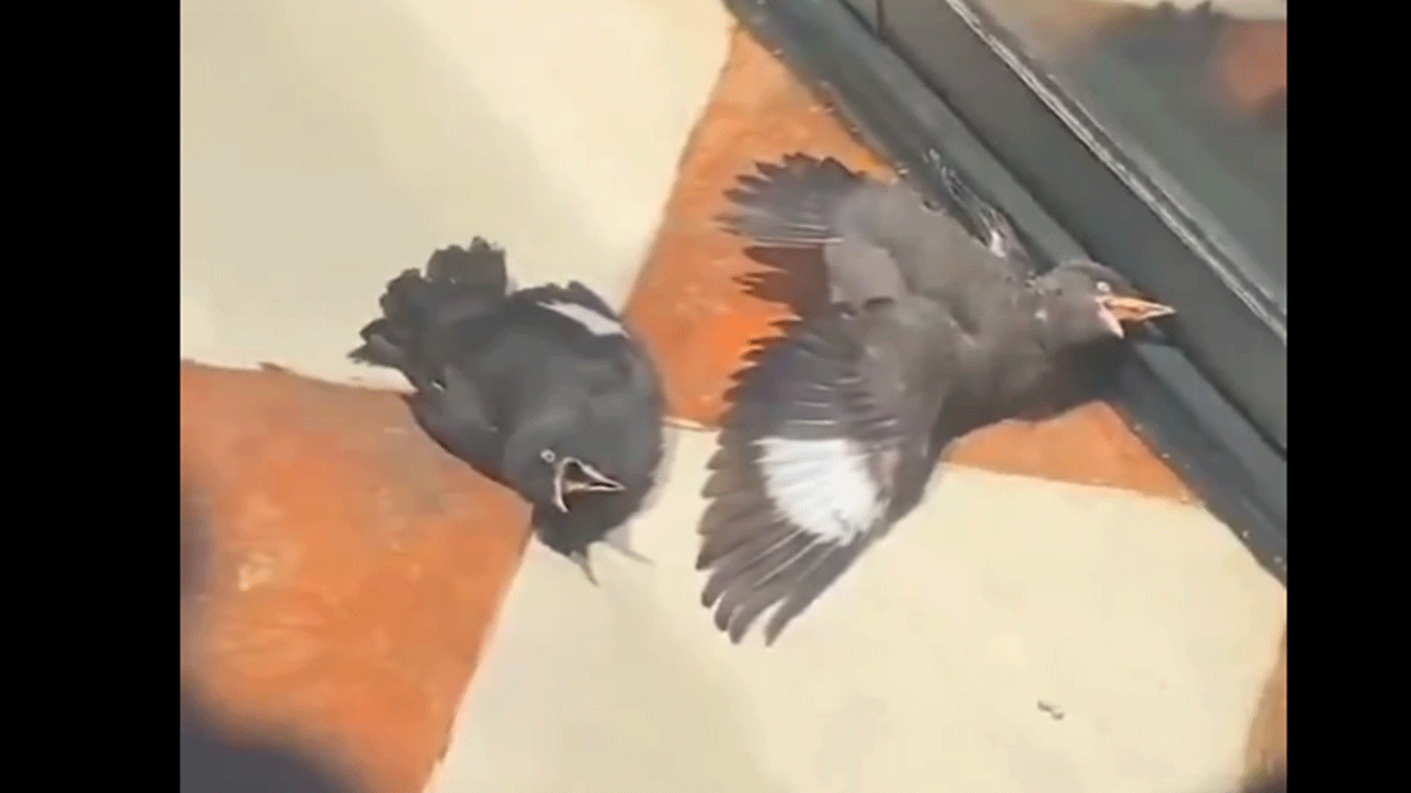 Kargalardan akılalmaz taktik! Hasta taklidi yapıp yemek beklediler