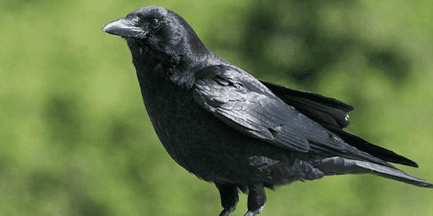 Kargaların insanlarla ortak bir özelliği keşfedildi