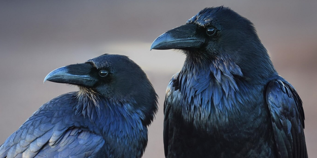 Kargaların sesli şekilde sayı sayabildikleri ve...