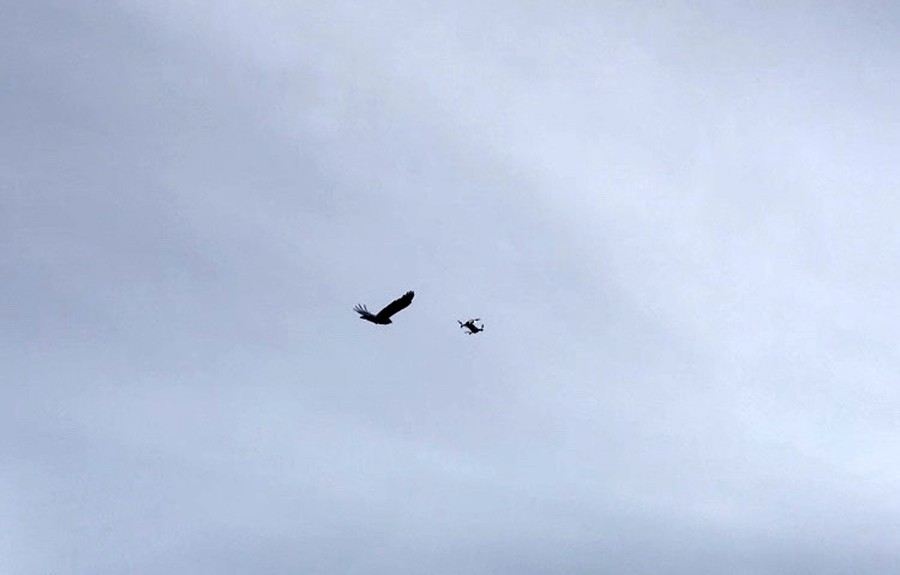 Karganın droneye saldırısı renkli görüntülere sahne oldu 