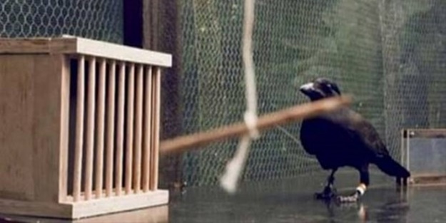 Karganın muhteşem zekası