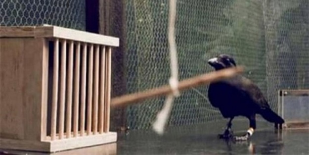 Karganın muhteşem zekası