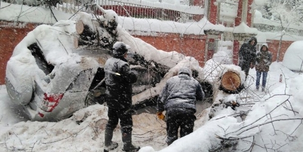 Karın ağırlığına dayanamayan ağaç araçların üzerine devrildi!
