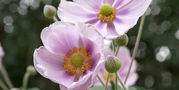 Karın bu faydasını hiç biliyor muydunuz?