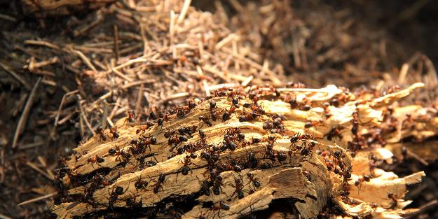 Karınca gelmesine ne engel olur? Karıncalara zarar vermeden kurtulmanın yolları