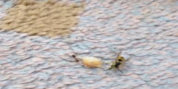 Karınca ile arının ekmek kavgası - VIDEO