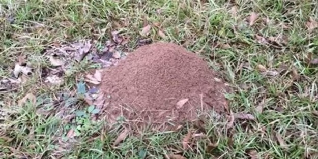 Karınca yuvasına erimiş alüminyum döktüler