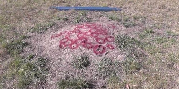 Karınca yuvasında sıra dışı deney