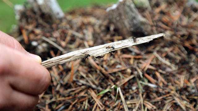 Karıncalar böcekleri yemek için yola çıktı