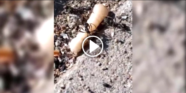 Karıncalar canlı canlı solucanı yedi!