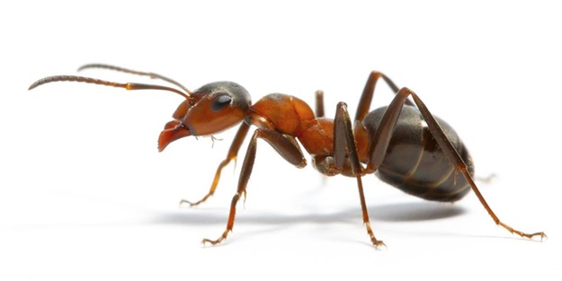 Karıncalar hakkında duymadığınız ilginç bilgiler