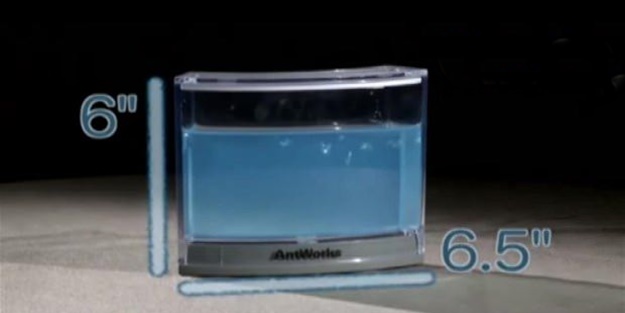 Karıncalar nasıl yuva yapıyor? İşte cevabı...