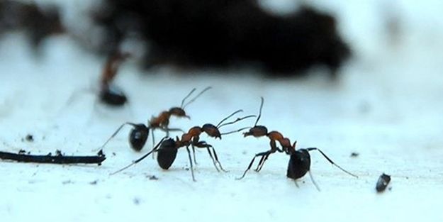 Karıncalar yön bulmak için bakın ne yapıyor