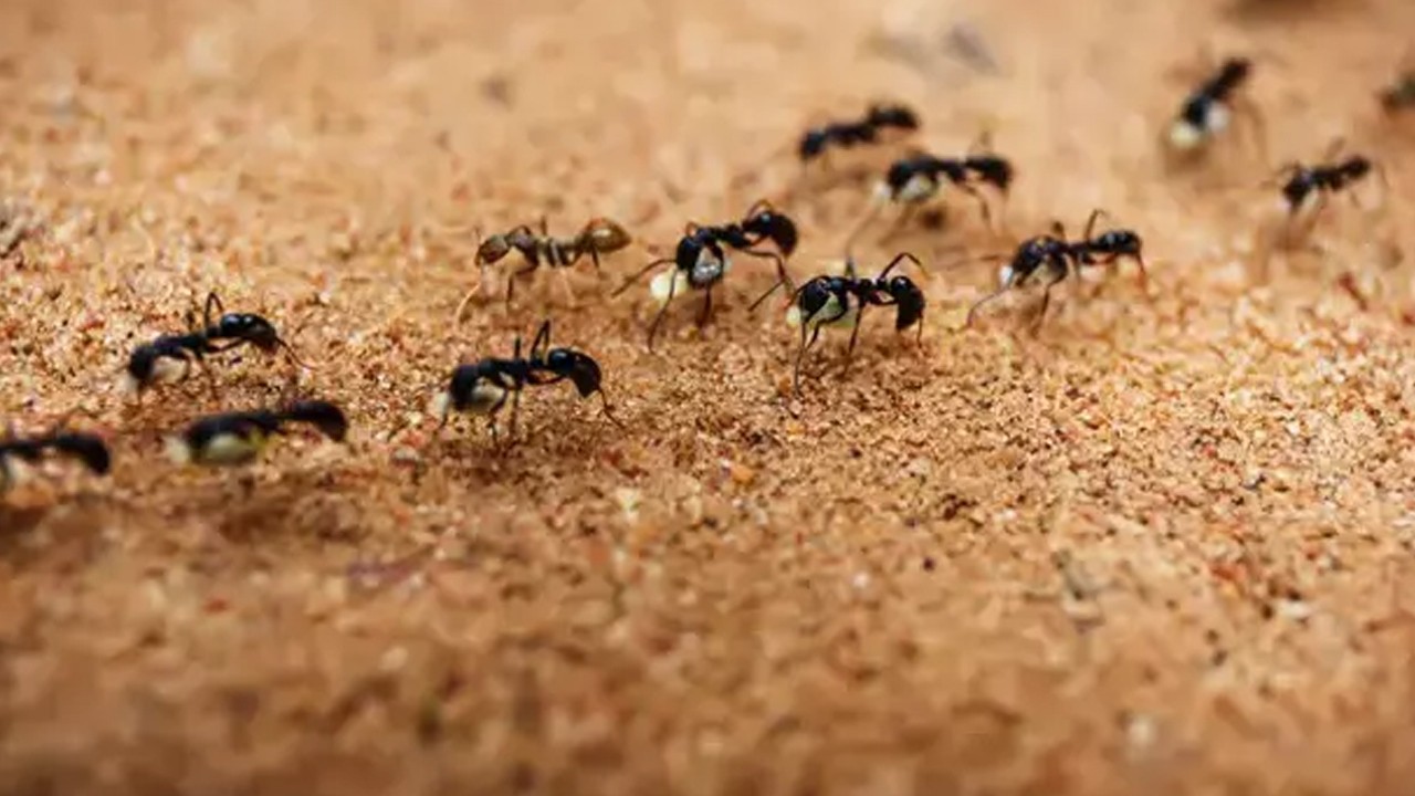 Karıncalardan doğal kurtulma yolları!