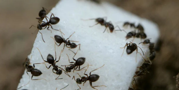 Mor soğanı sütle karıştırıp içince şıp diye keser!